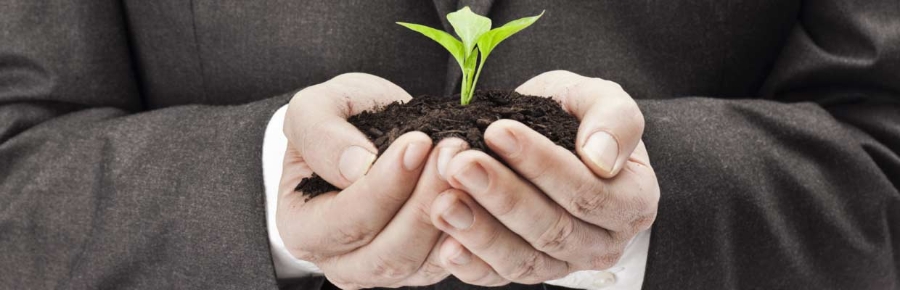 A business man holding a new plant